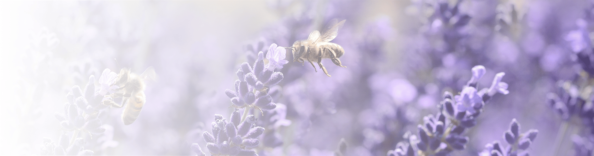 Image Abeille illustration article